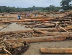 Dibongkar KLH: ‘Gelondongan Kayu Banjir Sumut Hasil Penebangan di Wilayah Hulu’