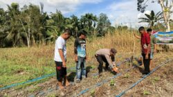 Dukung Swasembada Pangan 2026, Bhabinkamtibmas Bersama Kelompok Tani Gembira Laksanakan Penanaman Jagung di Tempuling
