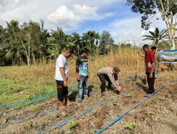 Dukung Swasembada Pangan 2026, Bhabinkamtibmas Bersama Kelompok Tani Gembira Laksanakan Penanaman Jagung di Tempuling