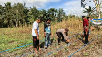 Dukung Swasembada Pangan 2026, Bhabinkamtibmas Bersama Kelompok Tani Gembira Laksanakan Penanaman Jagung di Tempuling