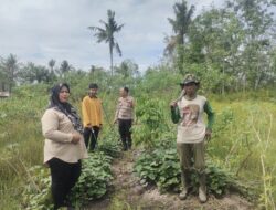Peran aktiv Bhabinkamtibmas Harapan Jaya  Mendapingi  Warga, Demi terwujudnya  Swasembada Ketahanan Pangan di Tempuling