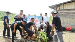 Polres Kuansing Potong 11 Ekor Sapi, Bagikan 650 Paket Daging Qurban kepada Masyarakat