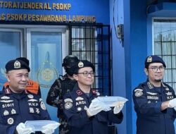 KKP: Penyelundupan Benih Lobster Tindak Pidana Perikanan, Terancam Hukuman Diatas 5 Tahun