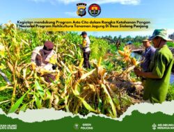 Gelar Penanaman Jagung Serentak di Desa Pulau Palas demi Dukung Swasembada Pangan