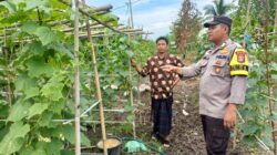 Bhabinkamtibmas Polsek Pelangiran Pantau Perkembangan Tanaman Mentimun di Desa Rotan Semelur