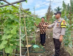 Bhabinkamtibmas Polsek Pelangiran Pantau Perkembangan Tanaman Mentimun di Desa Rotan Semelur