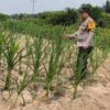 Bhabinkamtibmas Kel. Sungai Rangau Cek Ketahanan pangan jagung pipil