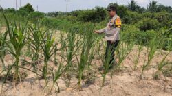 Bhabinkamtibmas Kel. Sungai Rangau Cek Ketahanan pangan jagung pipil