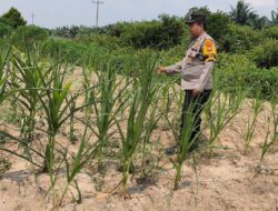 Bhabinkamtibmas Kel. Sungai Rangau Cek Ketahanan pangan jagung pipil