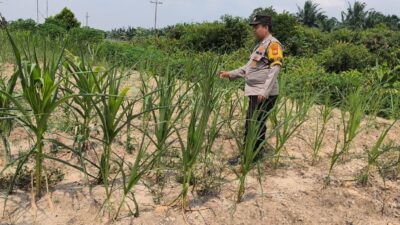 Bhabinkamtibmas Kel. Sungai Rangau Cek Ketahanan pangan jagung pipil