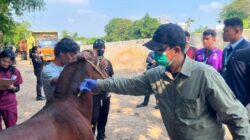Dinas KPKP DKI Jakarta Berupaya Meningkatkan Status Kesehatan Kuda Pekerja