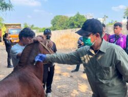 Dinas KPKP DKI Jakarta Berupaya Meningkatkan Status Kesehatan Kuda Pekerja