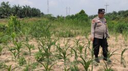 Bhabinkamtibmas Kel. Sungai Rangau Cek Ketahanan Pangan Jagung Pipil