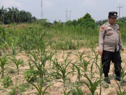 Bhabinkamtibmas Kel. Sungai Rangau Cek Ketahanan Pangan Jagung Pipil