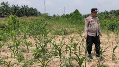 Bhabinkamtibmas Kel. Sungai Rangau Cek Ketahanan Pangan Jagung Pipil