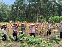 Panen Raya Jagung Serentak Kuartal II, Polsek Bangko Pusako Dukung Ketahanan Pangan dan Program Asta Cita Presiden RI