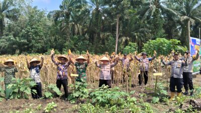 Panen Raya Jagung Serentak Kuartal II, Polsek Bangko Pusako Dukung Ketahanan Pangan dan Program Asta Cita Presiden RI