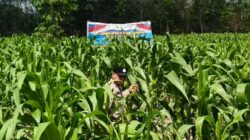 Dukung Swasembada Pangan, Polres Inhu Pantau Perkembangan Tanam Jagung Pipil di Dua Wilayah   