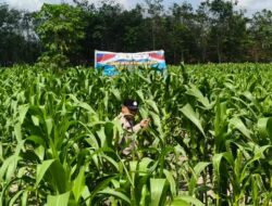 Dukung Swasembada Pangan, Polres Inhu Pantau Perkembangan Tanam Jagung Pipil di Dua Wilayah   