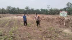 Polsek Bonai Darussalam Cek Pertumbuhan Jagung di Lahan Program Ketahanan Pangan