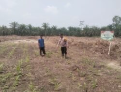 Polsek Bonai Darussalam Cek Pertumbuhan Jagung di Lahan Program Ketahanan Pangan