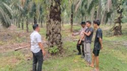 Polsek Rambah Hilir Tangkap Pelaku Pencurian Sapi di Dusun Kerta Mukti