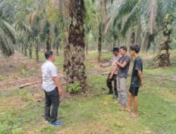 Polsek Rambah Hilir Tangkap Pelaku Pencurian Sapi di Dusun Kerta Mukti