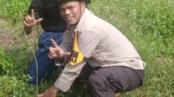 Tanam Pohon Trembesi di Sungai Bakau, Polsek Sinaboi Gencarkan Green Policing