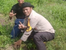 Tanam Pohon Trembesi di Sungai Bakau, Polsek Sinaboi Gencarkan Green Policing