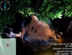 Bangkai Paus Sepanjang 8 Meter Terdampar di Tepian Pantai Bakau Mandah