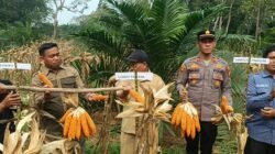 Polsek Pangean Dukung Ketahanan Pangan, Panen Raya Jagung Pipil di Desa Pulau Deras