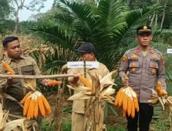 Polsek Pangean Dukung Ketahanan Pangan, Panen Raya Jagung Pipil di Desa Pulau Deras
