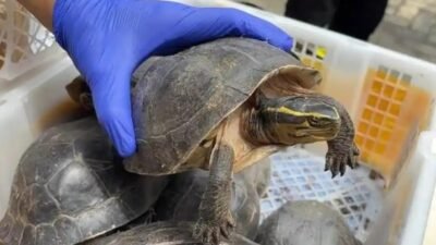 Butuh Dokumen Resmi, 70 Satwa  Gagal Menyeberang Pelabuhan Bakauheni