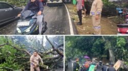 Polisi Bersama Masyarakat, Pohon Tumbang Tutup Akses Jalan Pekanbaru–Bangkinang, Langsung Dievakuasi Bersama