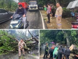 Polisi Bersama Masyarakat, Pohon Tumbang Tutup Akses Jalan Pekanbaru–Bangkinang, Langsung Dievakuasi Bersama
